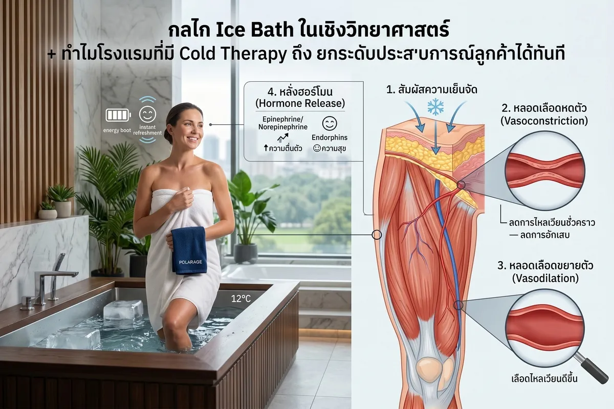 กลไก Ice Bath ในเชิงวิทยาศาสตร์ + ทำไมโรงแรมที่มี Cold Therapy ถึง ยกระดับประสบการณ์ลูกค้าได้ทันที
